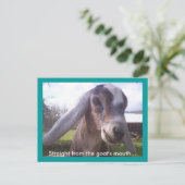 ヌビヤギ ポストカード (スタンド正面)