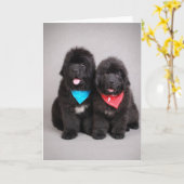 ヌフィー兄弟 カード (黄色い花)