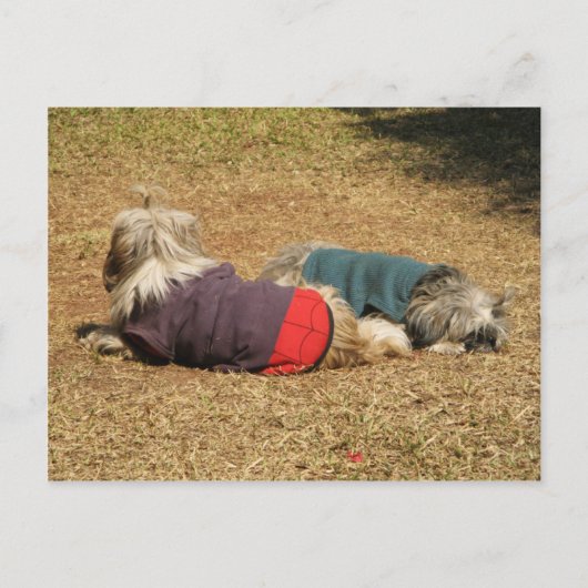 ヌンカイでスヌーン ポストカード (正面)