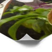 ヌンズフードオーキッドビッグアイランドハワイ ポスター (角)