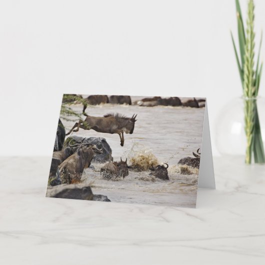 ヌーはマラの川にの間に飛び込んでいる カード (正面)