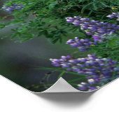 ヌートカ島のアラスカ、ウナアラスカ島バルドイーグル ポスター (角)