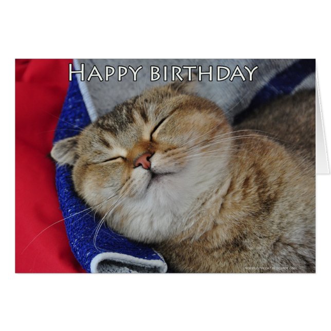 ヌードルはスコットランドの折目猫眠っています (正面横)