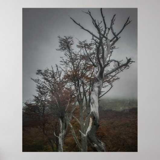 ネイチャーのレジリエンス:大テラ・デル・フエゴの森 ポスター (正面)