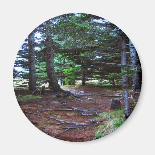 ネイチャーの階段磁石 マグネット (正面)