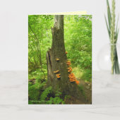 ネイチャーズアート:ベアータウン州森 – 引用文内 カード (正面)