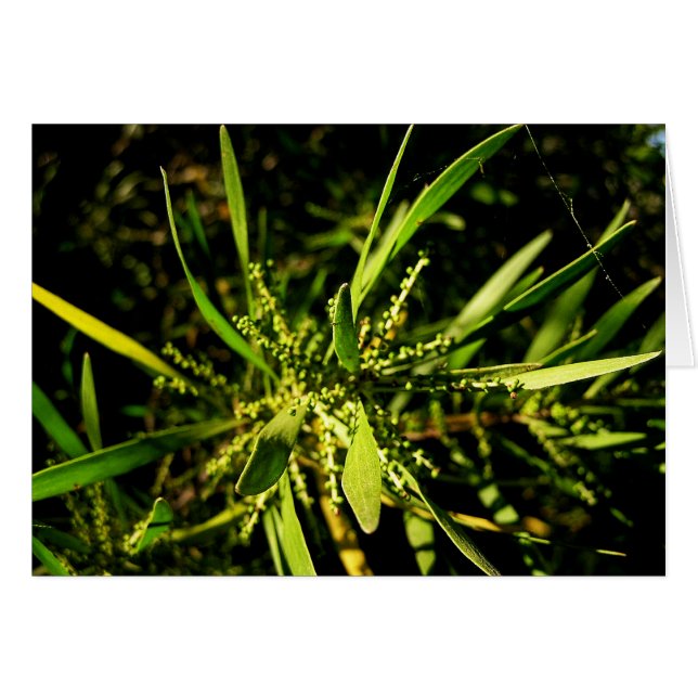 ネイチャーズグリーンカード (正面横)