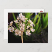 ネイチャーズシーズはがき ポストカード (正面/裏面)