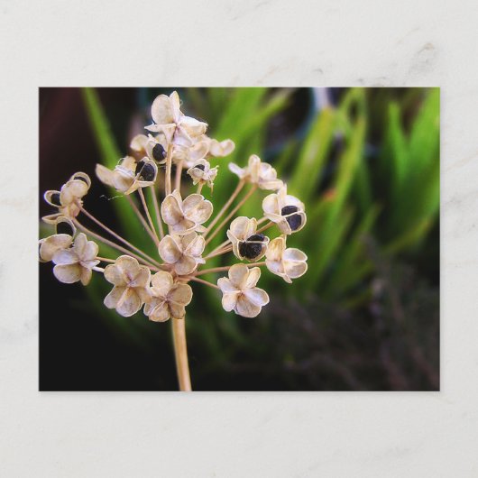 ネイチャーズシーズはがき ポストカード (正面)