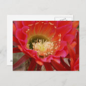 ネイチャーズダンス ポストカード (正面/裏面)