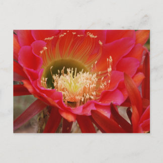 ネイチャーズダンス ポストカード