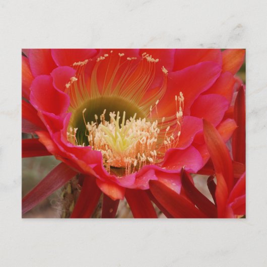 ネイチャーズダンス ポストカード (正面)