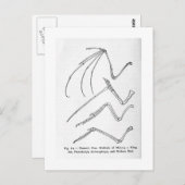 ネイチャーズフォーウィングアートハガキ ポストカード (正面/裏面)