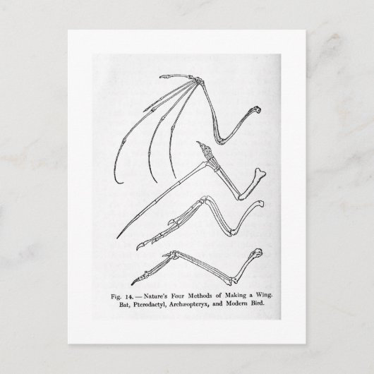 ネイチャーズフォーウィングアートハガキ ポストカード (正面)