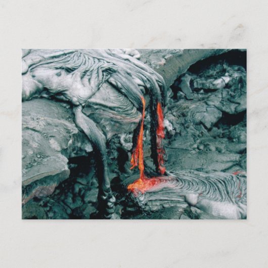 ネイチャーズラバフューリー ポストカード (正面)