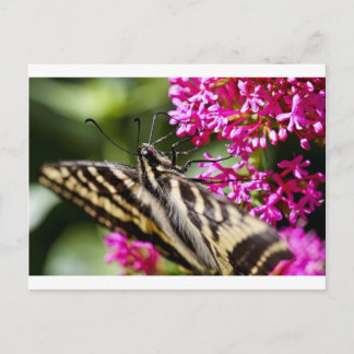 ネイチャーズ美しい ポストカード