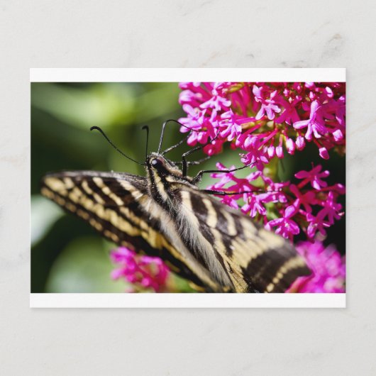 ネイチャーズ美しい ポストカード (正面)