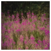 ネイチャーピンク生地 ファブリック (クローズアップ)