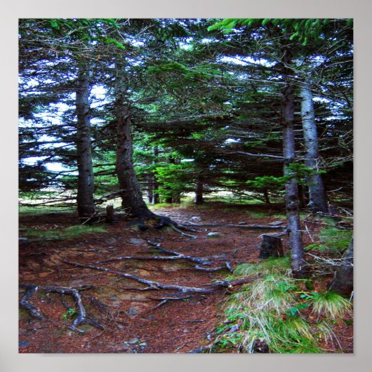 ネイチャー階段ポスター ポスター (正面)