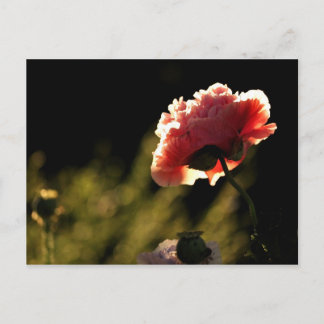 ネイバーズガーデン ポストカード