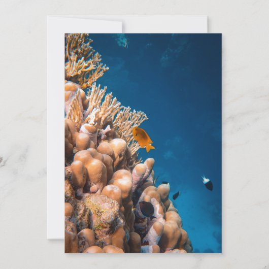 ネイビーアンダーウォーターフィッシュリーフ沿岸ブライダルシャワー 招待状 (裏面)