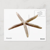 ネイビーブルーとホワイトのストライプヒトデ ポストカード (裏面)