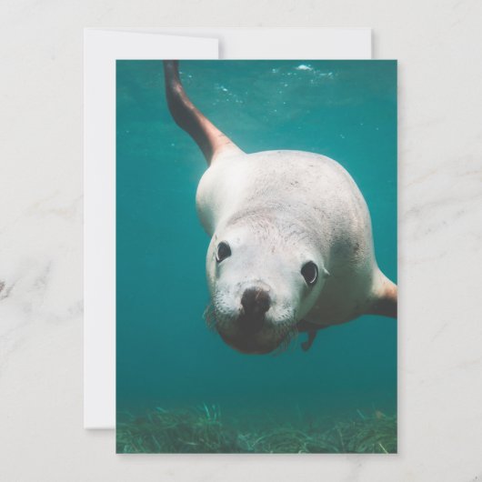 ネイビーブルーアンダーウォーターシーライオンティール（緑がかった色）コースト結婚ーズ 招待状 (裏面)