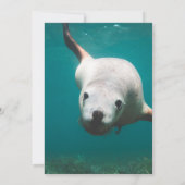 ネイビーブルーアンダーウォーターシーライオンビーチサマー結婚ズ 招待状 (裏面)