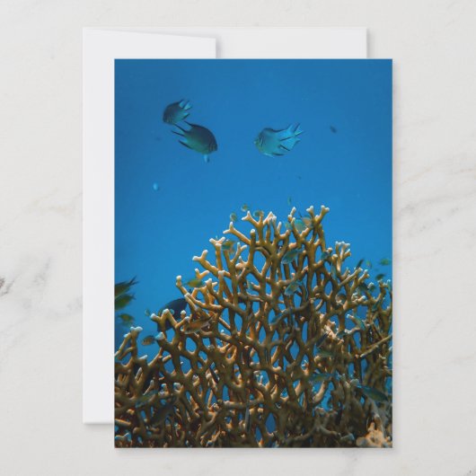 ネイビーモダン水中シーフィッシュリーフブライダルシャワー 招待状 (裏面)