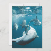 ネイビー水中ドルフよくはしゃぐィンズシービーチ結婚式 招待状 (裏面)