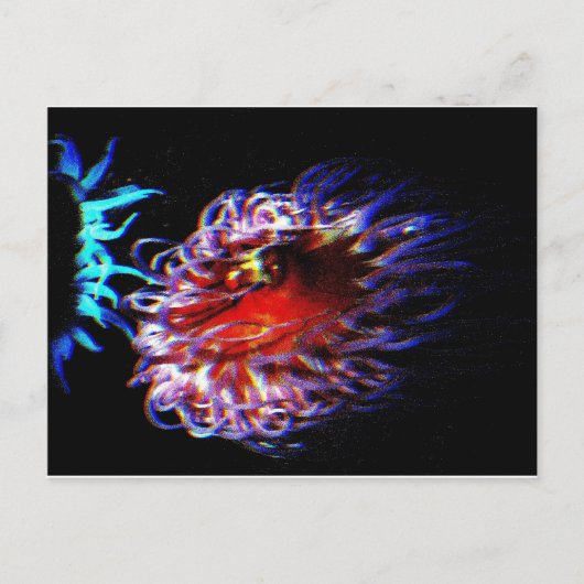 ネオンいそぎんちゃく ポストカード (正面)