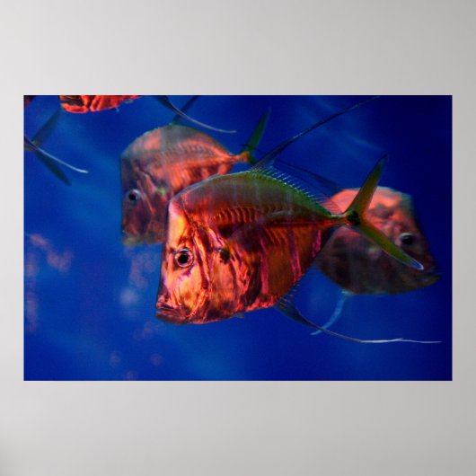 ネオンで泳ぐ魚 ポスター (正面)