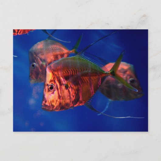 ネオンで魚が入浴 ポストカード (正面)