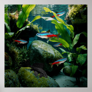 ネオンテトラスプリコストマス水族館魚タンク愛好家 ポスター