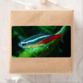 ネオンテトラフィッシュパラシロドンインシー ラベル (インサイチュ)