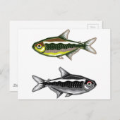 ネオンテトラ水槽魚 ポストカード (正面/裏面)