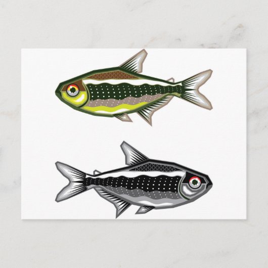 ネオンテトラ水槽魚 ポストカード (正面)