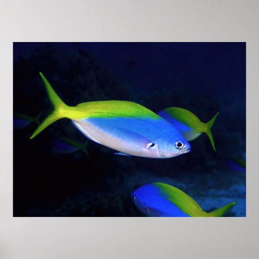 ネオン ポスター (正面)