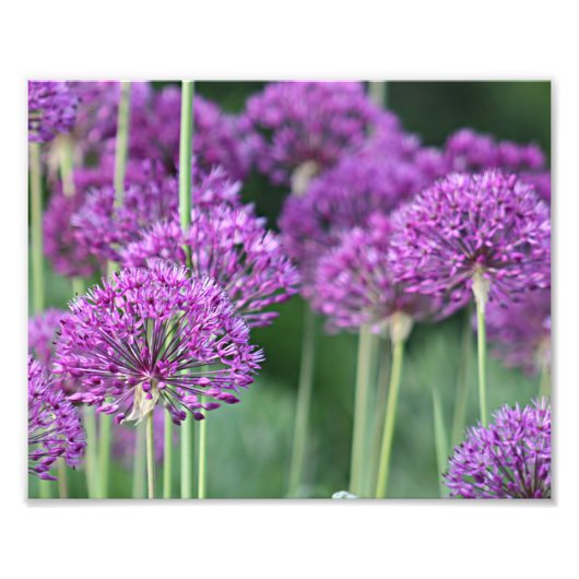 ネギの花 フォトプリント            (正面)