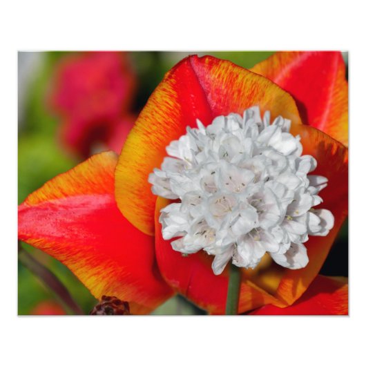 ネギの花 フォトプリント            (正面)