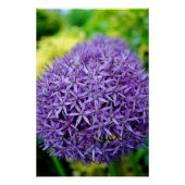 ネギの花 ポスター (正面)