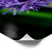 ネギの花 ポスター (コーナー)