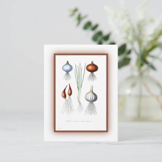 ネギ科 ポストカード (スタンド正面)