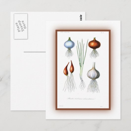 ネギ科 ポストカード (正面/裏面)