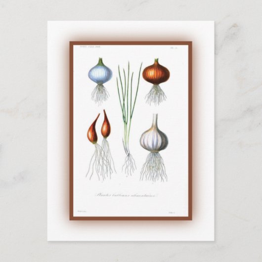 ネギ科 ポストカード (正面)