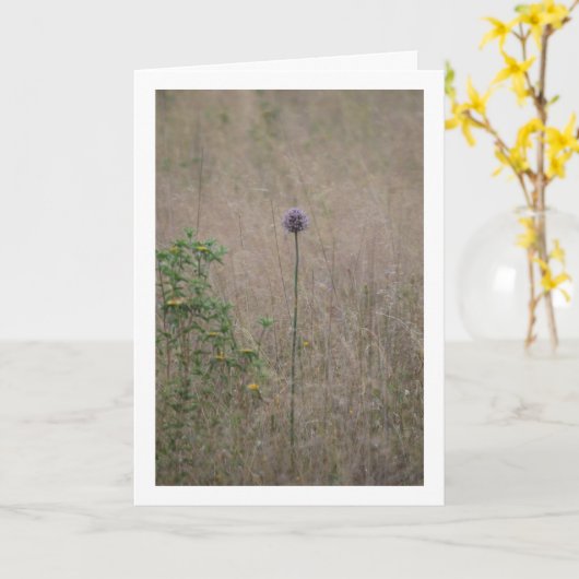 ネギ、アリウム、アンペロプラサム、ワイルドリーク カード (黄色い花)