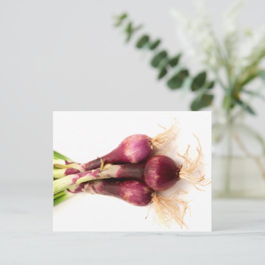 ネギ ポストカード (スタンド正面)