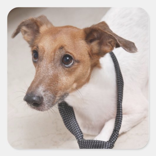 ネクタイを締める犬のクローズアップ スクエアシール (正面)