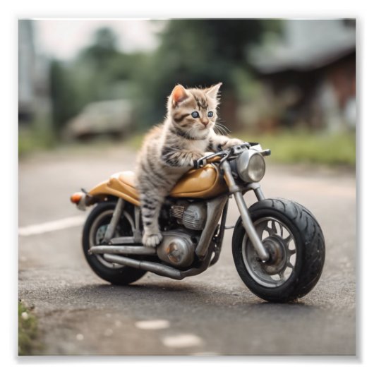 ネコおもしろい フォトプリント            (正面)