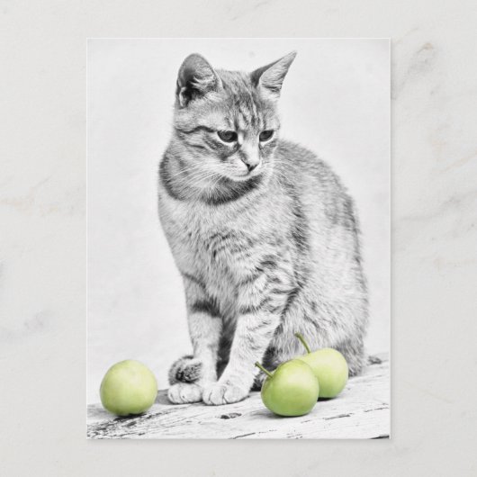 ネコとリンゴ ポストカード (正面)